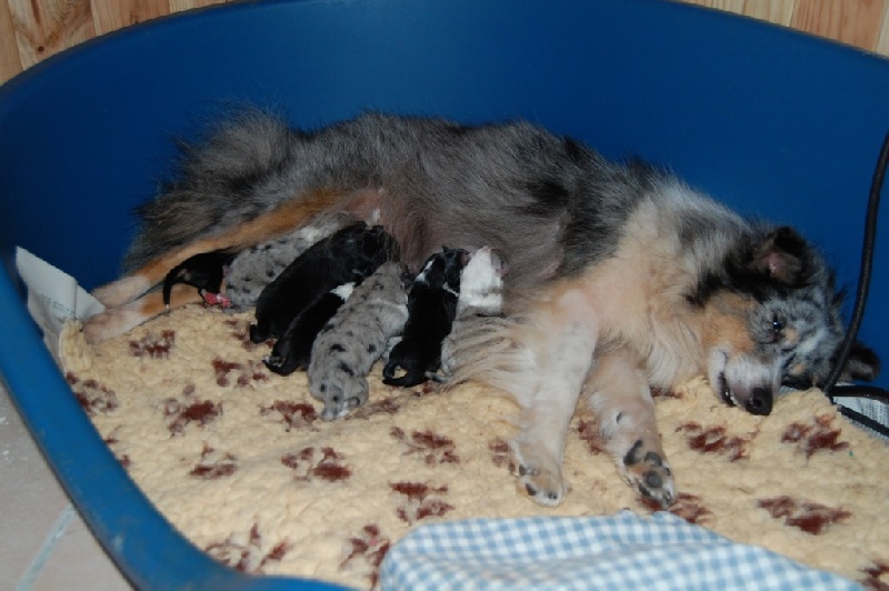 du rêve de l'ange - Shetland Sheepdog - Portée née le 25/01/2011