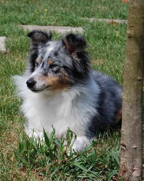 Chelsea blue girl du Clos des Eperviers