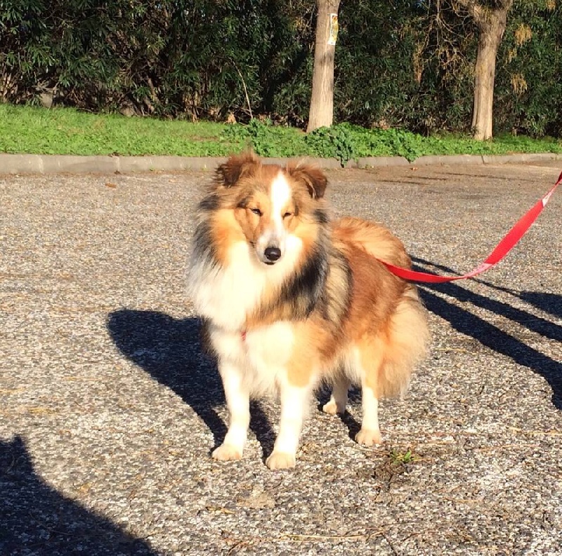 du rêve de l'ange Impress me indy