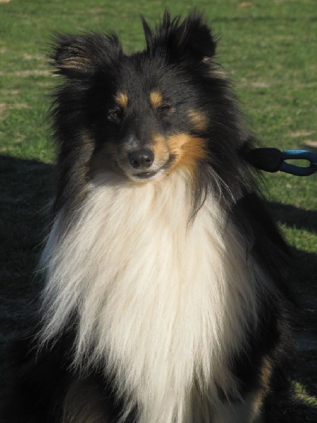 Hatchi du rêve de l'ange
