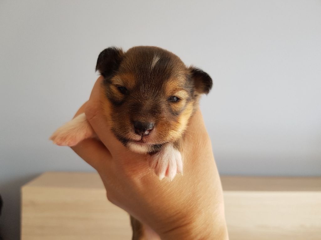 du rêve de l'ange - Shetland Sheepdog - Portée née le 14/03/2019